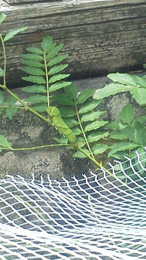 2011052511300000