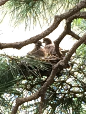 Hato
